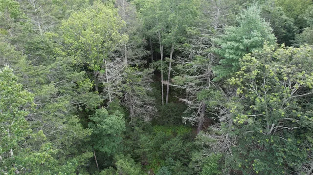 a view of a forest with a tree