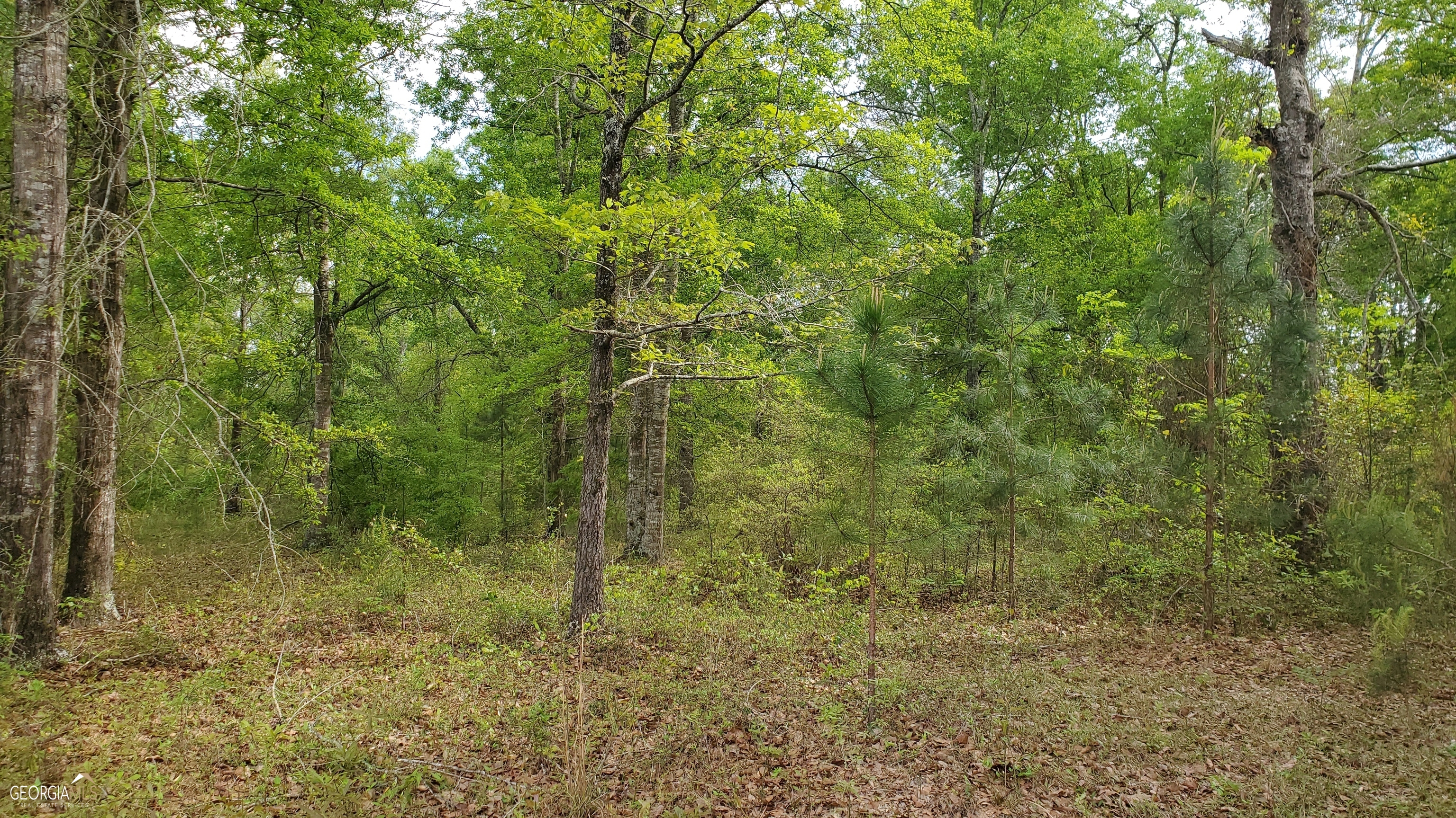 0 Meeks Road Rentz, GA 31075 - Photo 11 of 14 a view of a forest with a tree