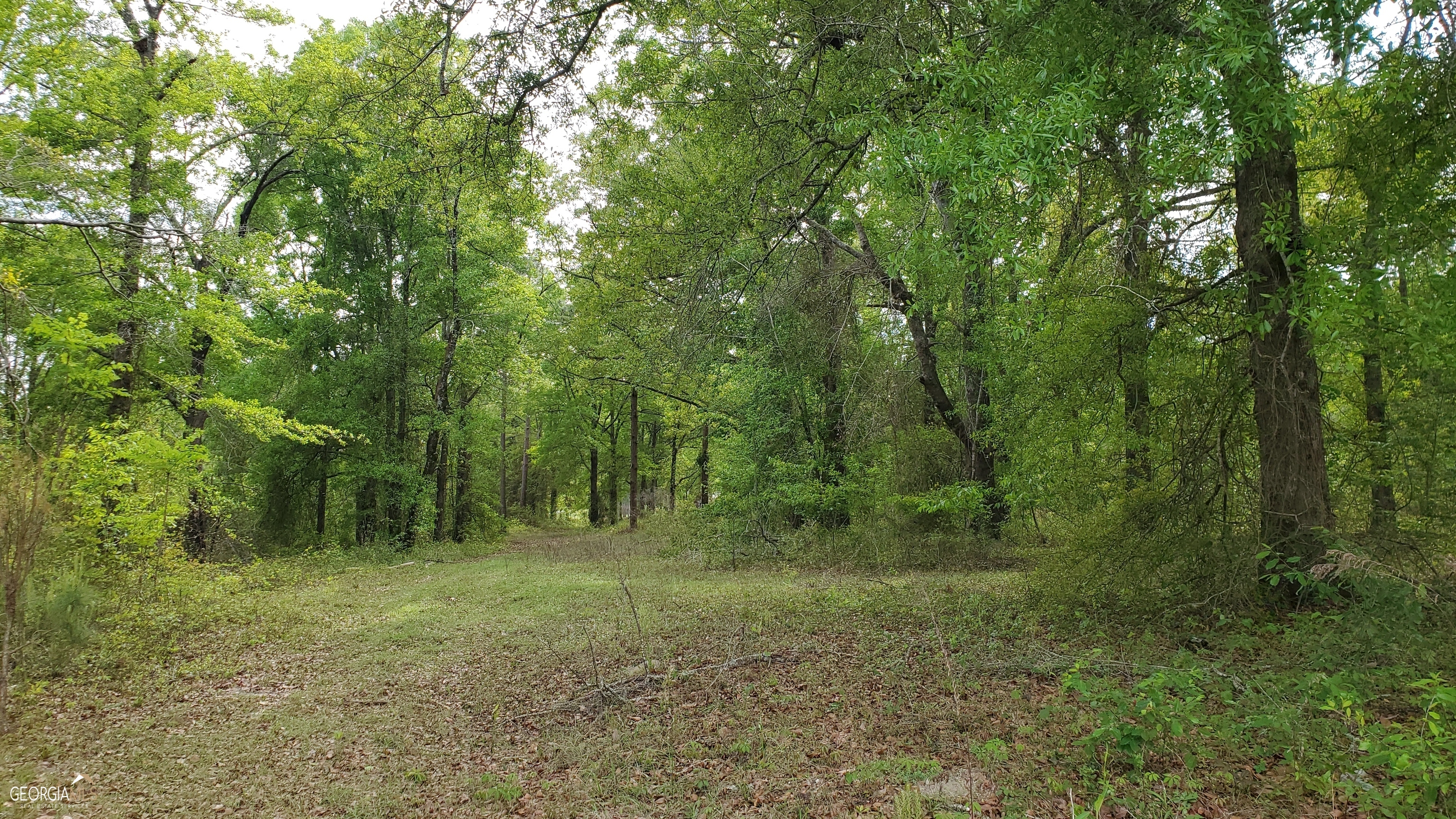 0 Meeks Road Rentz, GA 31075 - Photo 12 of 14 a view of a forest with trees in the background