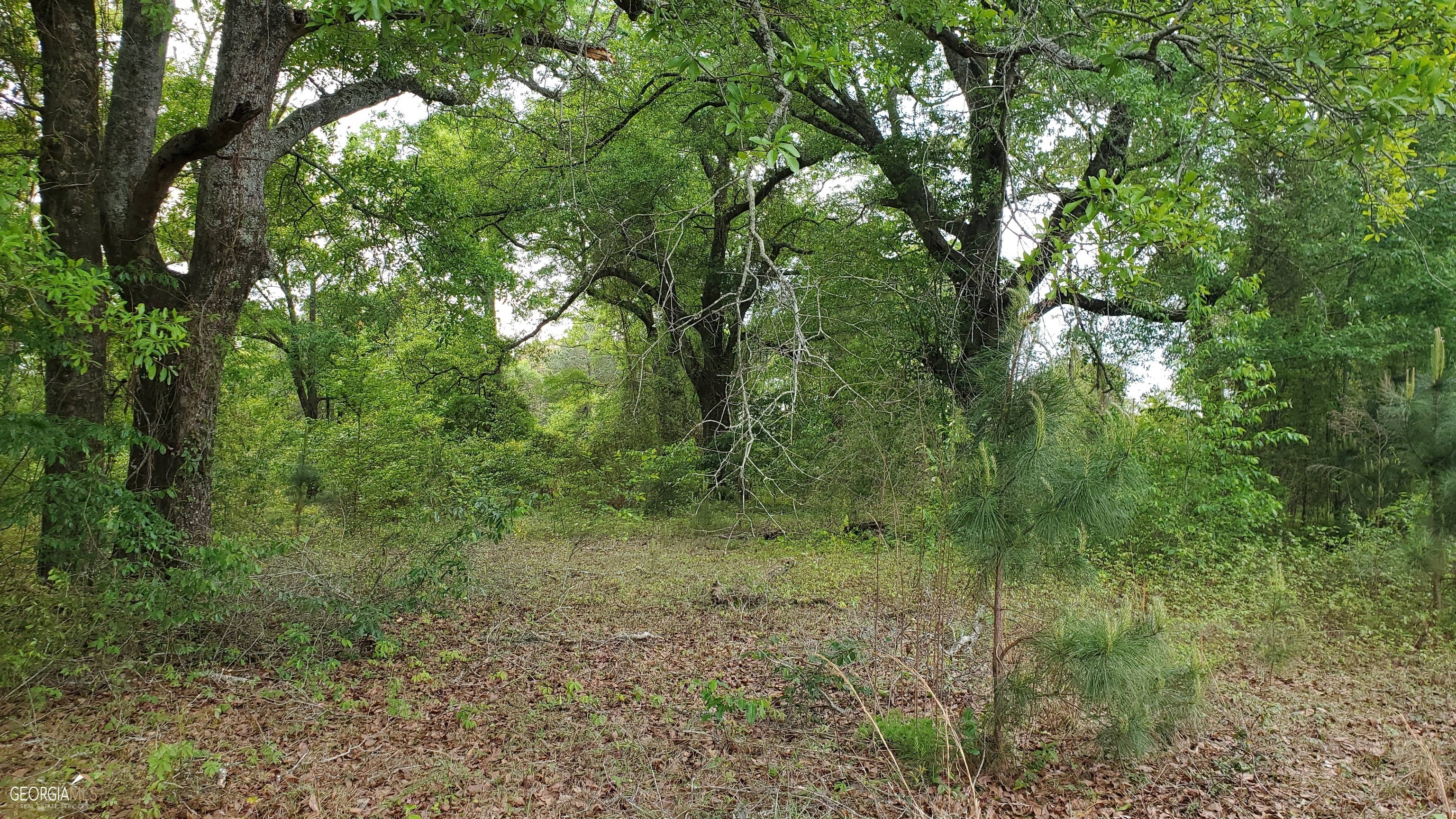 0 Meeks Road Rentz, GA 31075 - Photo 13 of 14 a view of a lush green forest
