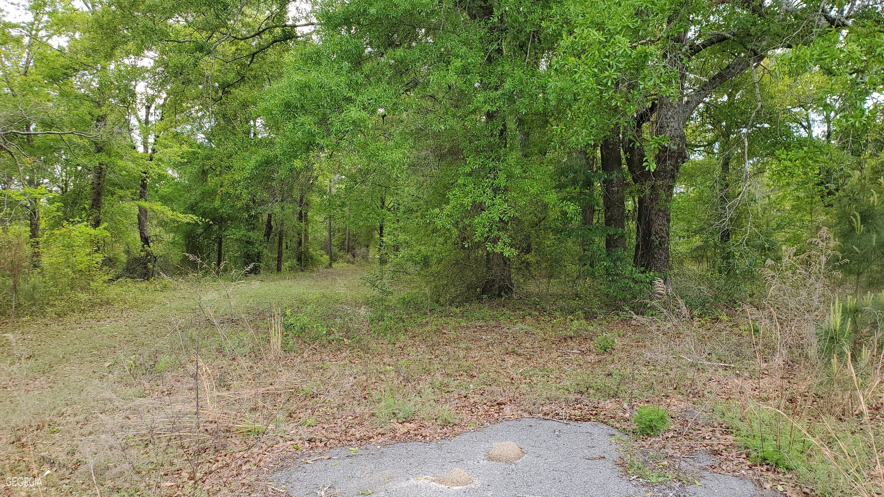 0 Meeks Road Rentz, GA 31075 - Photo 14 of 14 a view of a forest with trees in the background