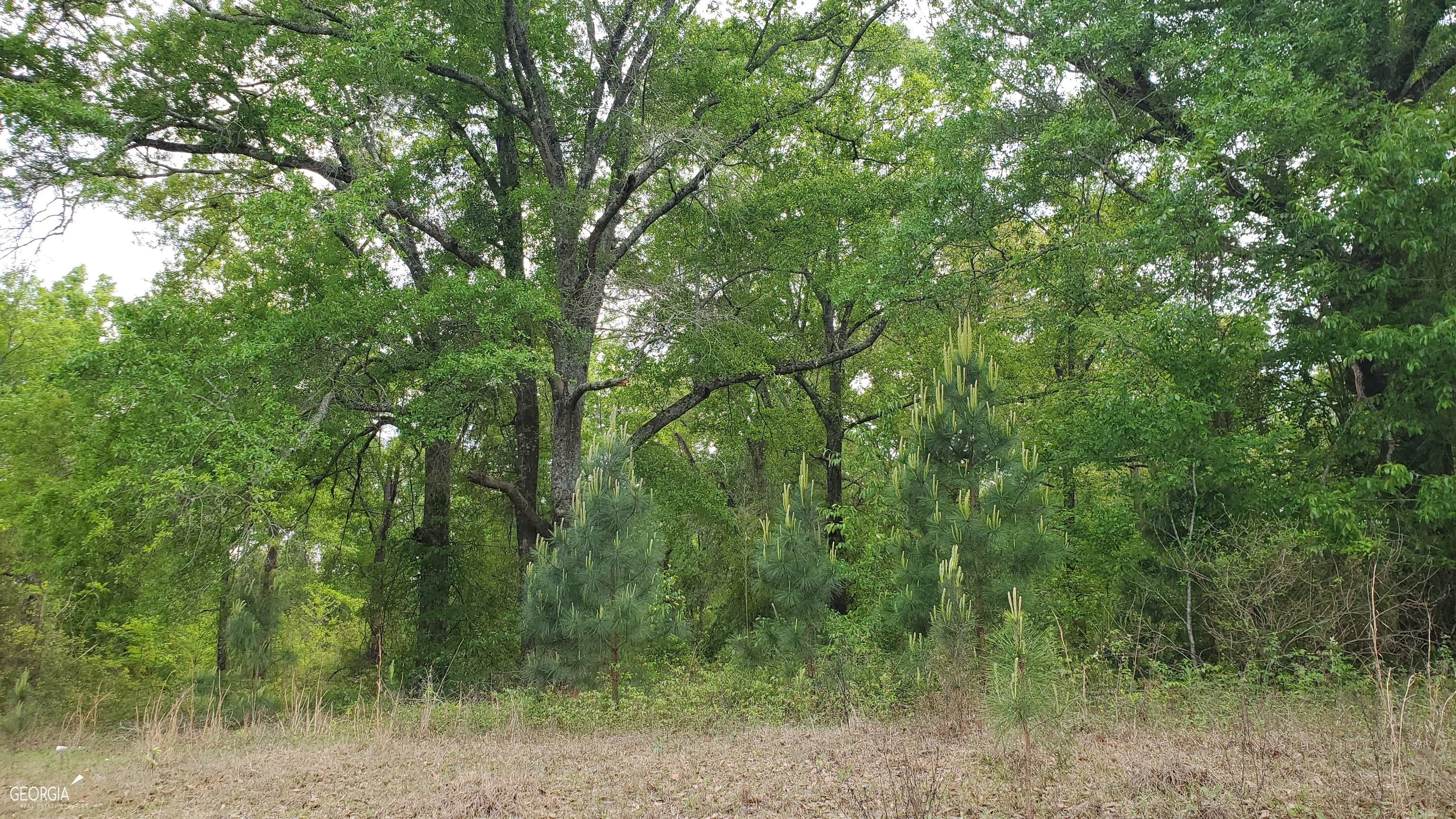 0 Meeks Road Rentz, GA 31075 - Photo 5 of 14 a view of a forest with trees in the background