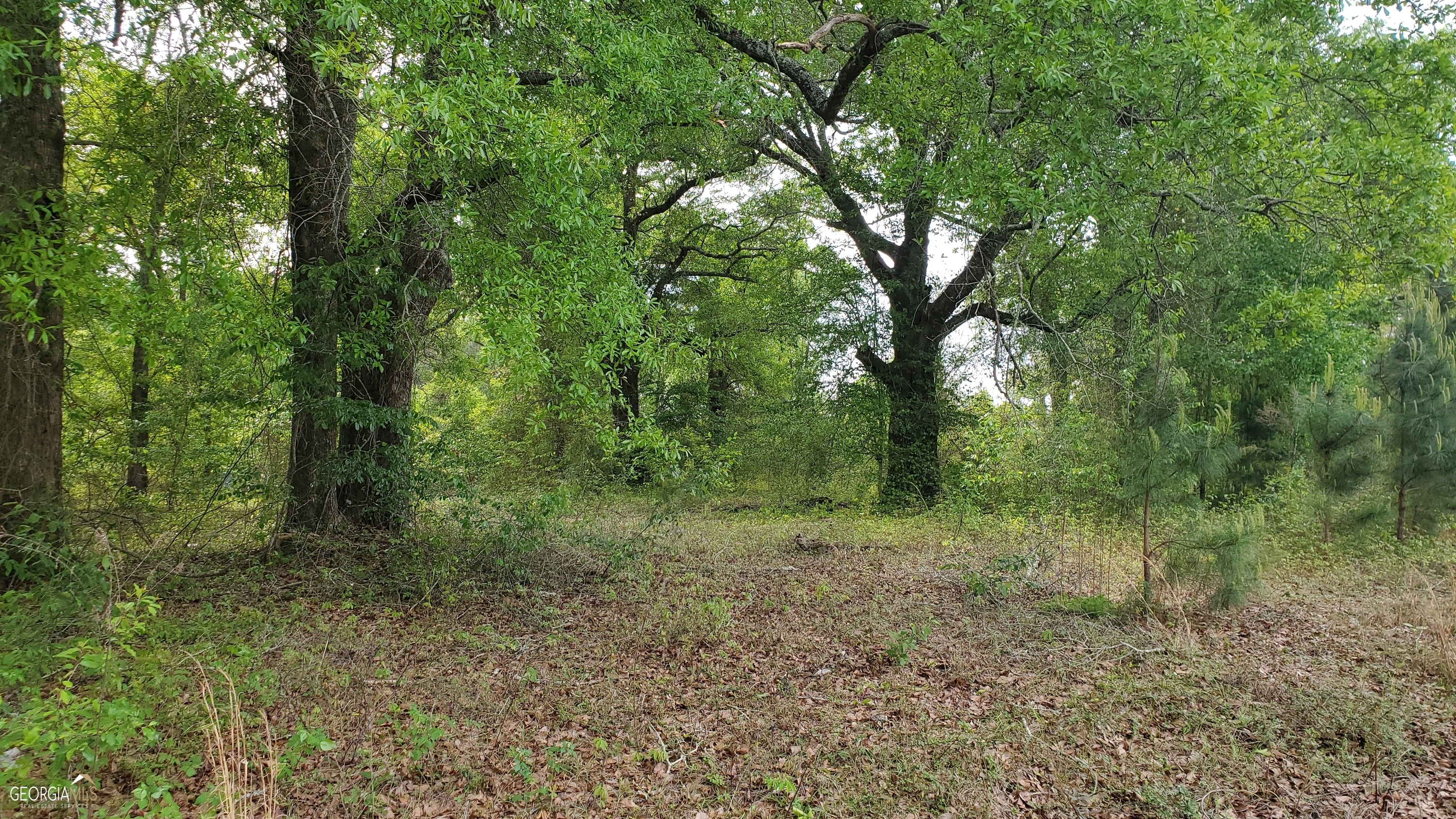 0 Meeks Road Rentz, GA 31075 - Photo 10 of 14 a view of a forest with trees in the background