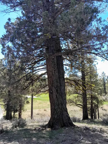 a tree in the middle of a yard