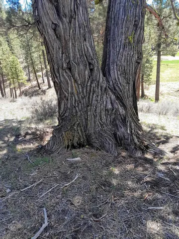 a view of backyard with green space