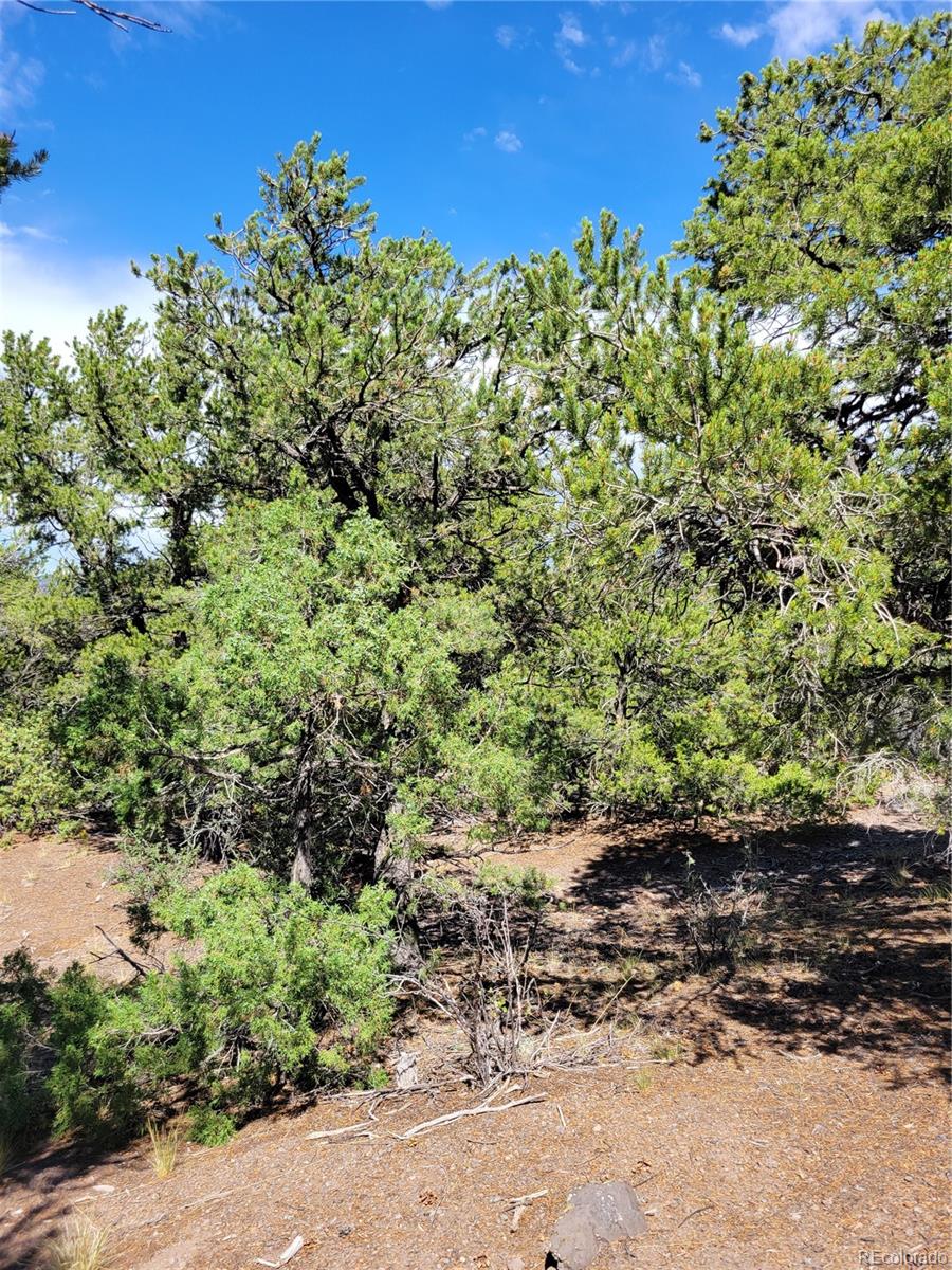 0 Apple Road Fort Garland, CO 81133 - Photo 5 of 16 Gallery Image 5