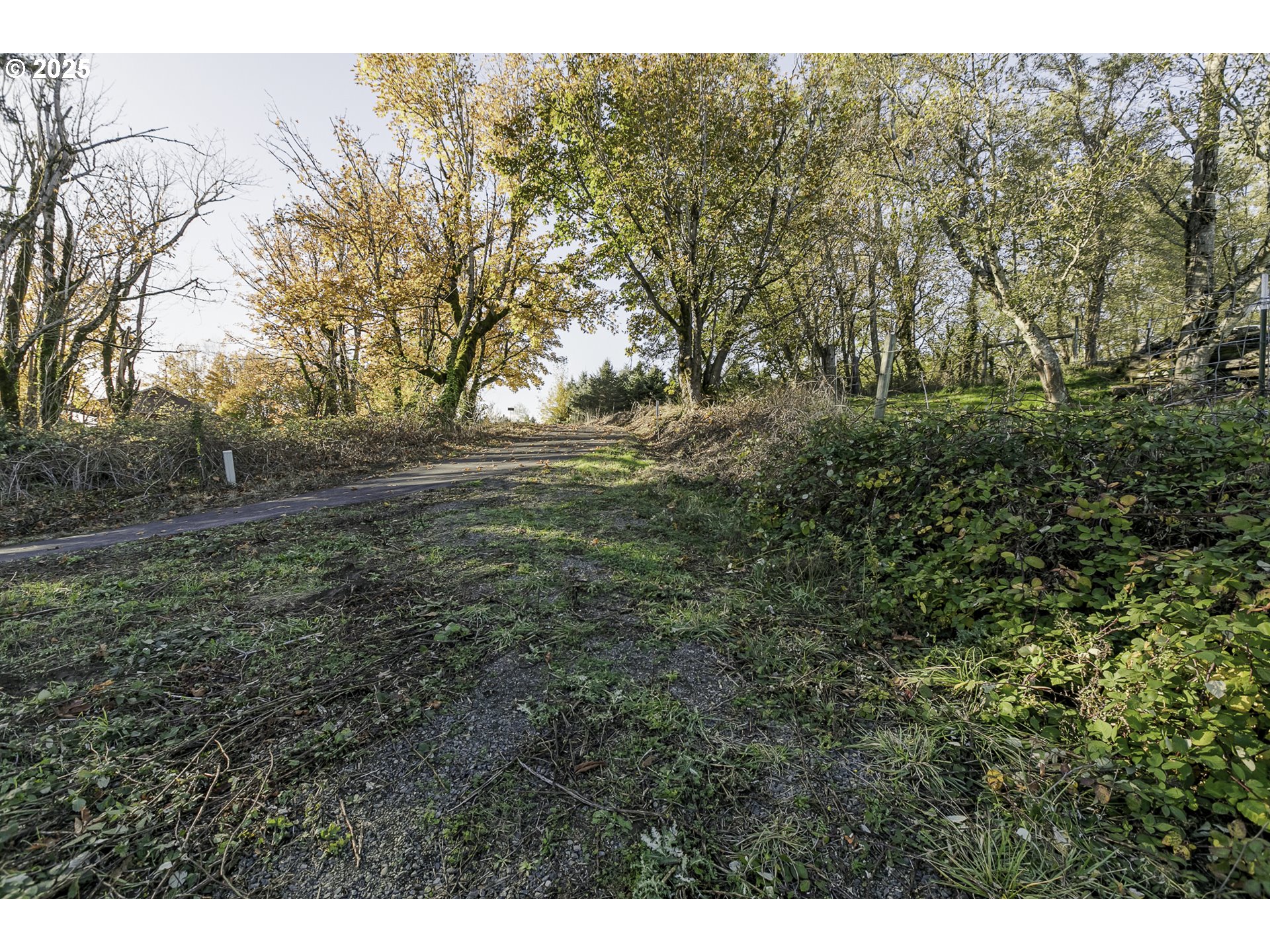 a view of a yard with an trees