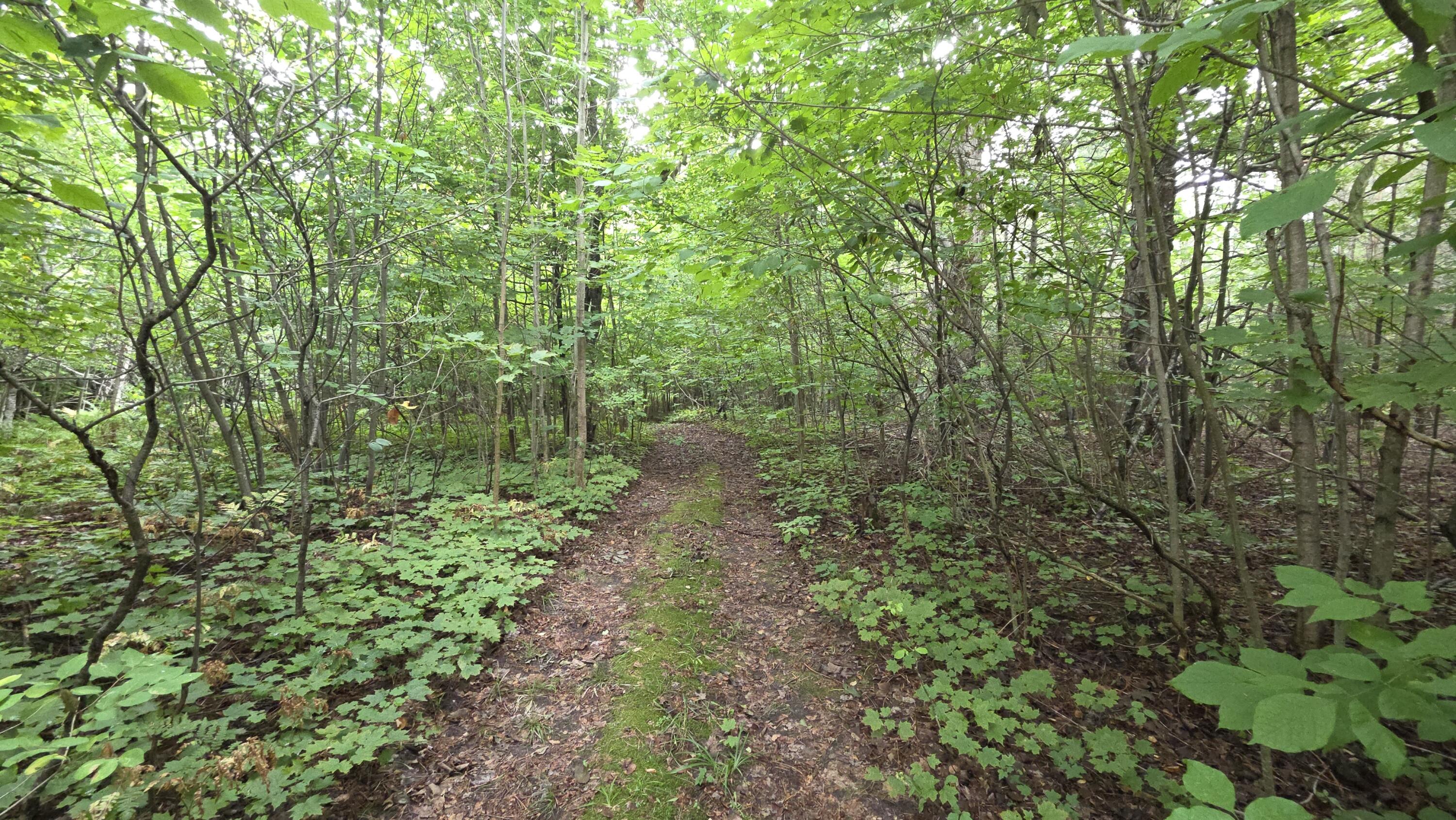 7463 Woods Homestead Road Wolverine, MI 49799 - Photo 23 of 27 Gallery Image 23