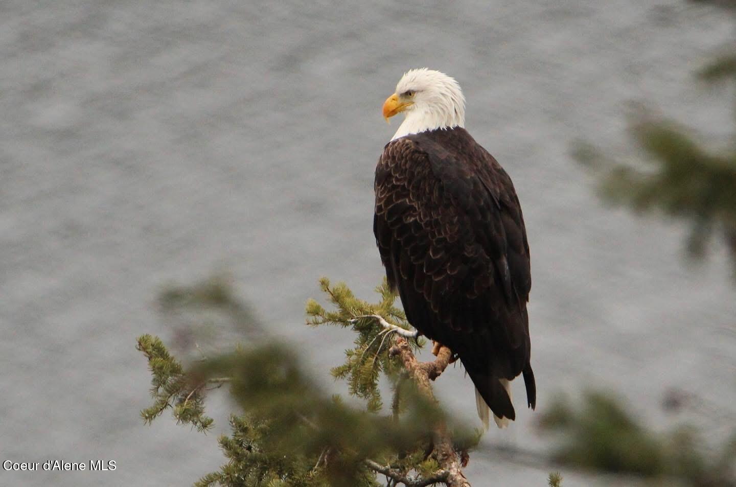 7809 East Bridger Trail Harrison, ID 83833 - Photo 45 of 51 IMG_5054