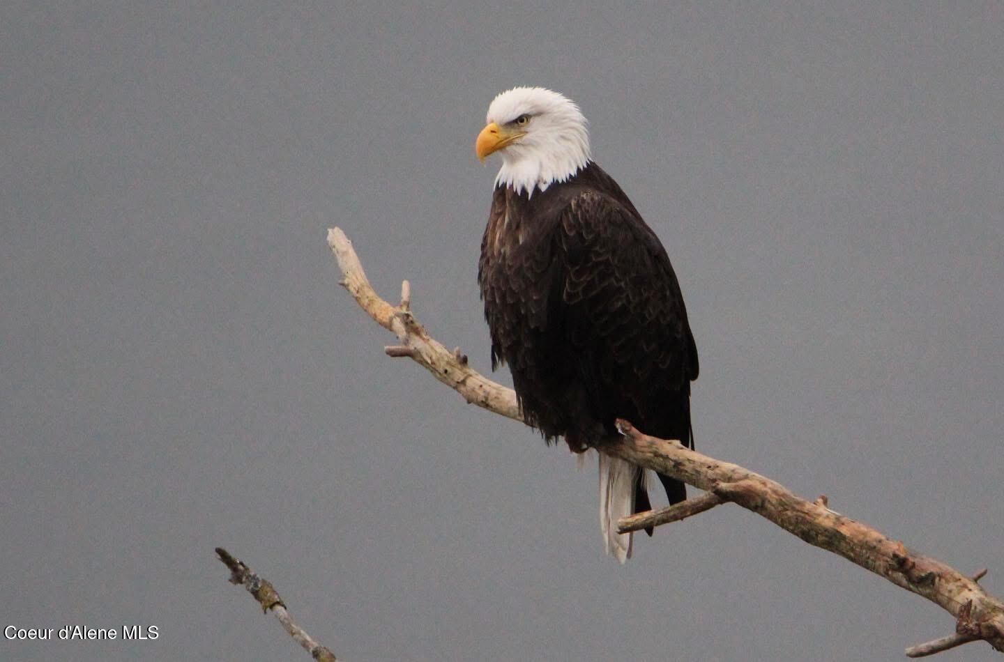 7809 East Bridger Trail Harrison, ID 83833 - Photo 46 of 51 IMG_5053