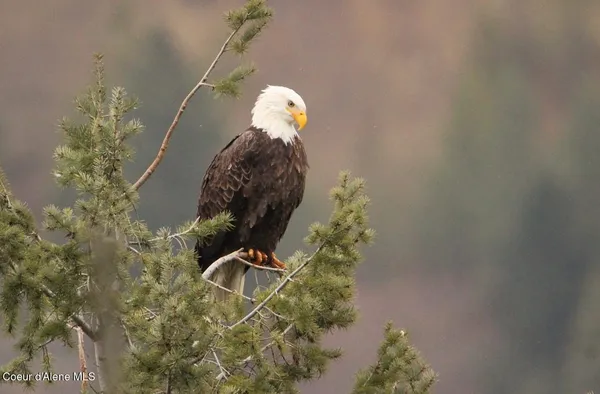 $995,000 | 7809 East Bridger Trail, Harrison, ID 83833