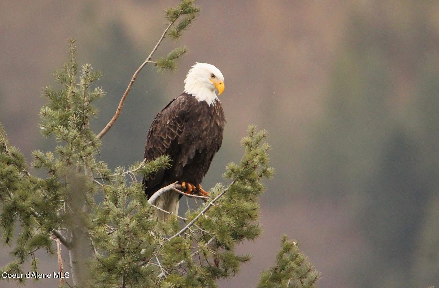 7809 East Bridger Trail Harrison, ID 83833 - Photo 47 of 51 IMG_3548