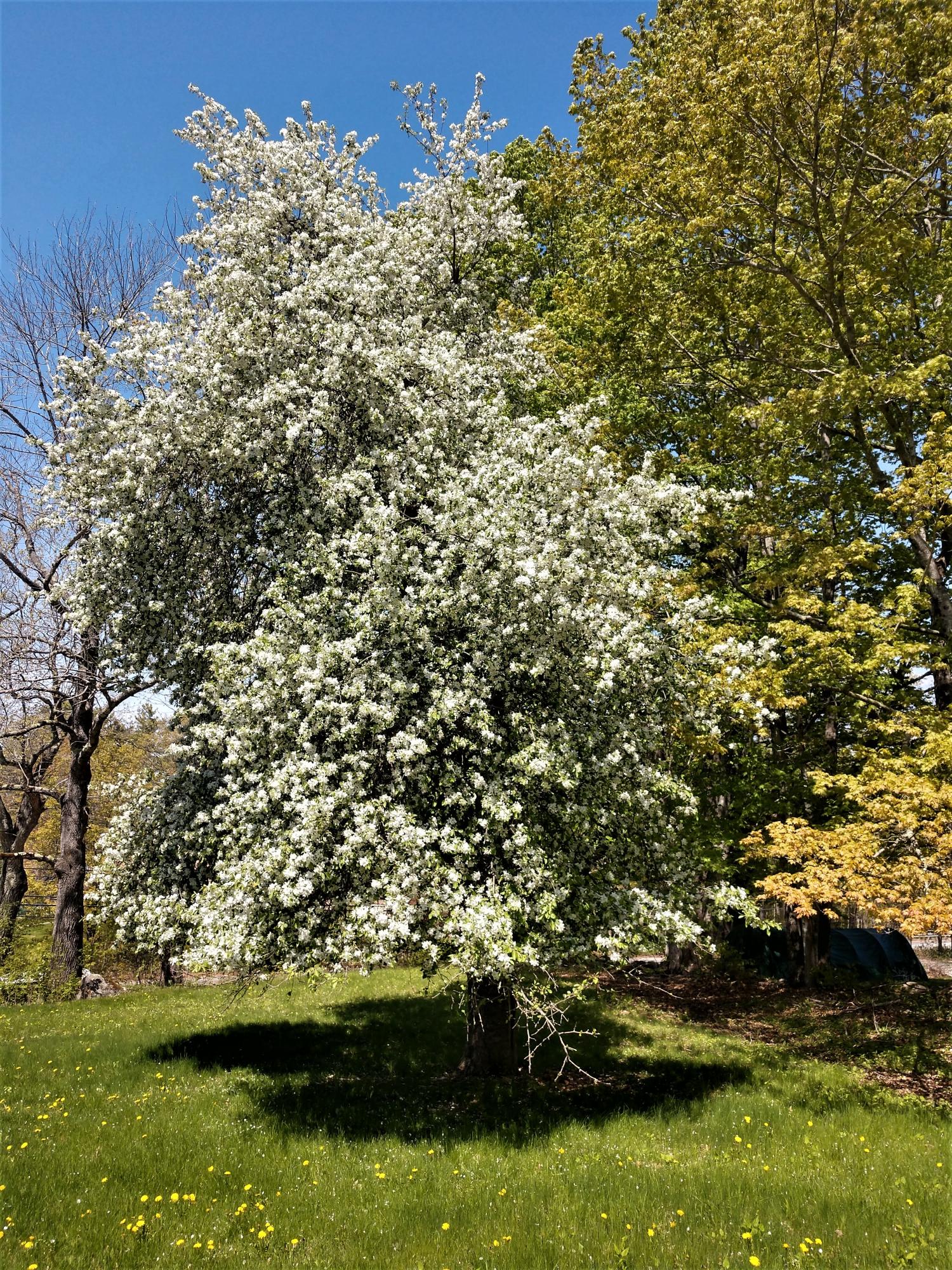 93 Dunbars Road Orland, ME 04472 - Photo 46 of 48 Apple Tree