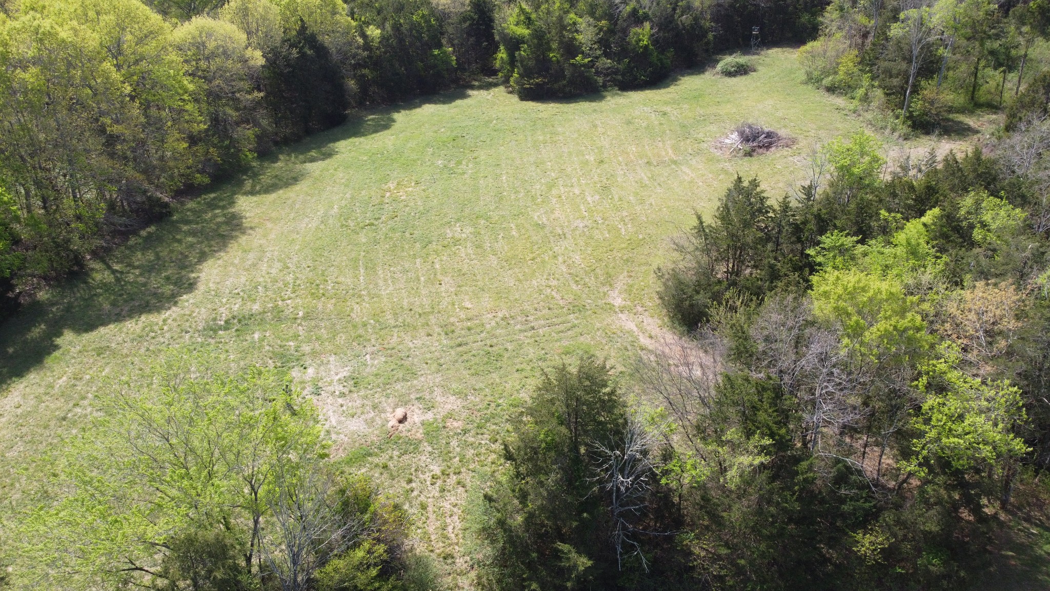 0 Rock Hill Road Readyville, TN 37149 - Photo 13 of 16 a view of a yard
