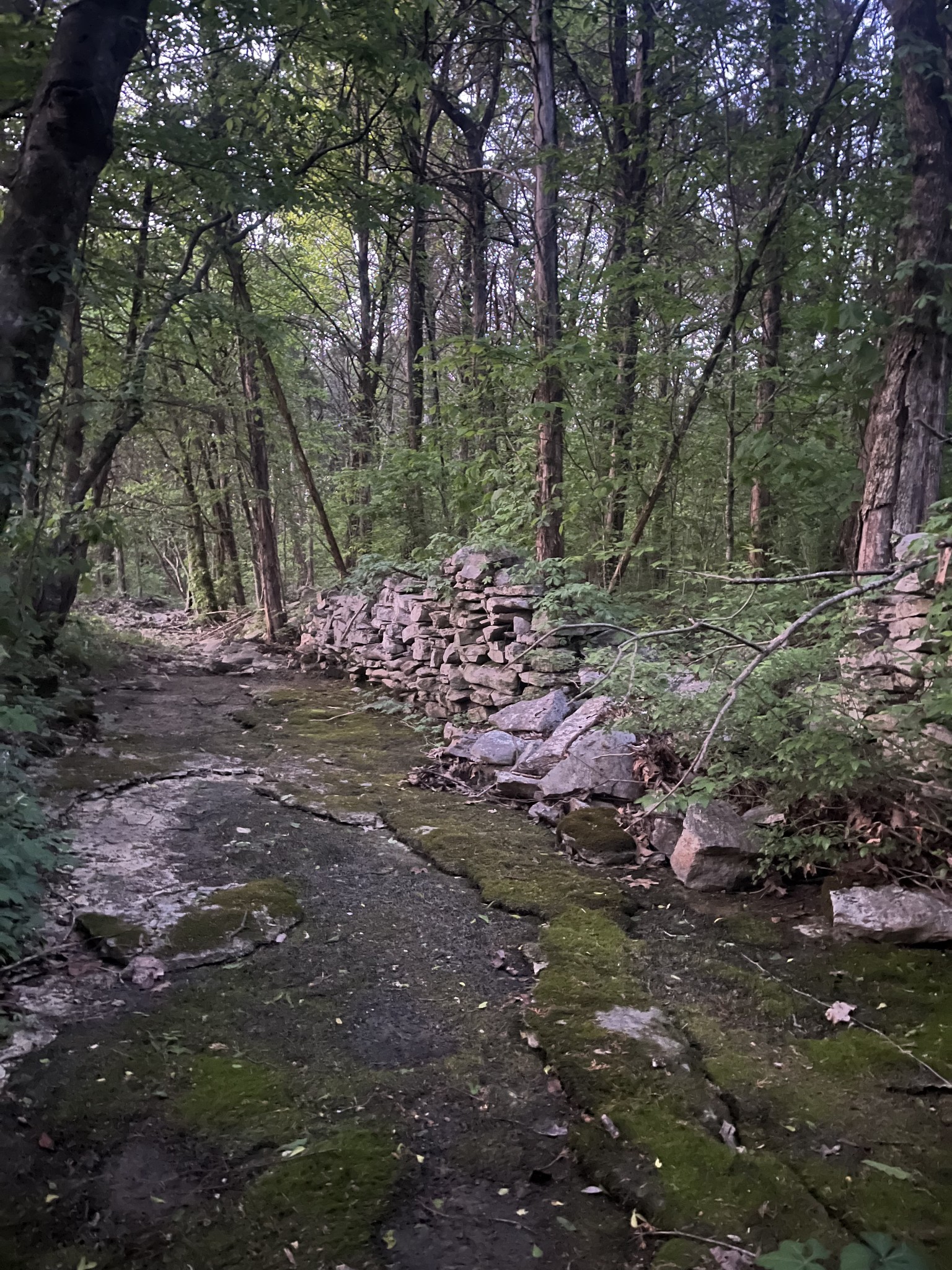 0 Rock Hill Road Readyville, TN 37149 - Photo 14 of 16 a view of a forest filled with trees