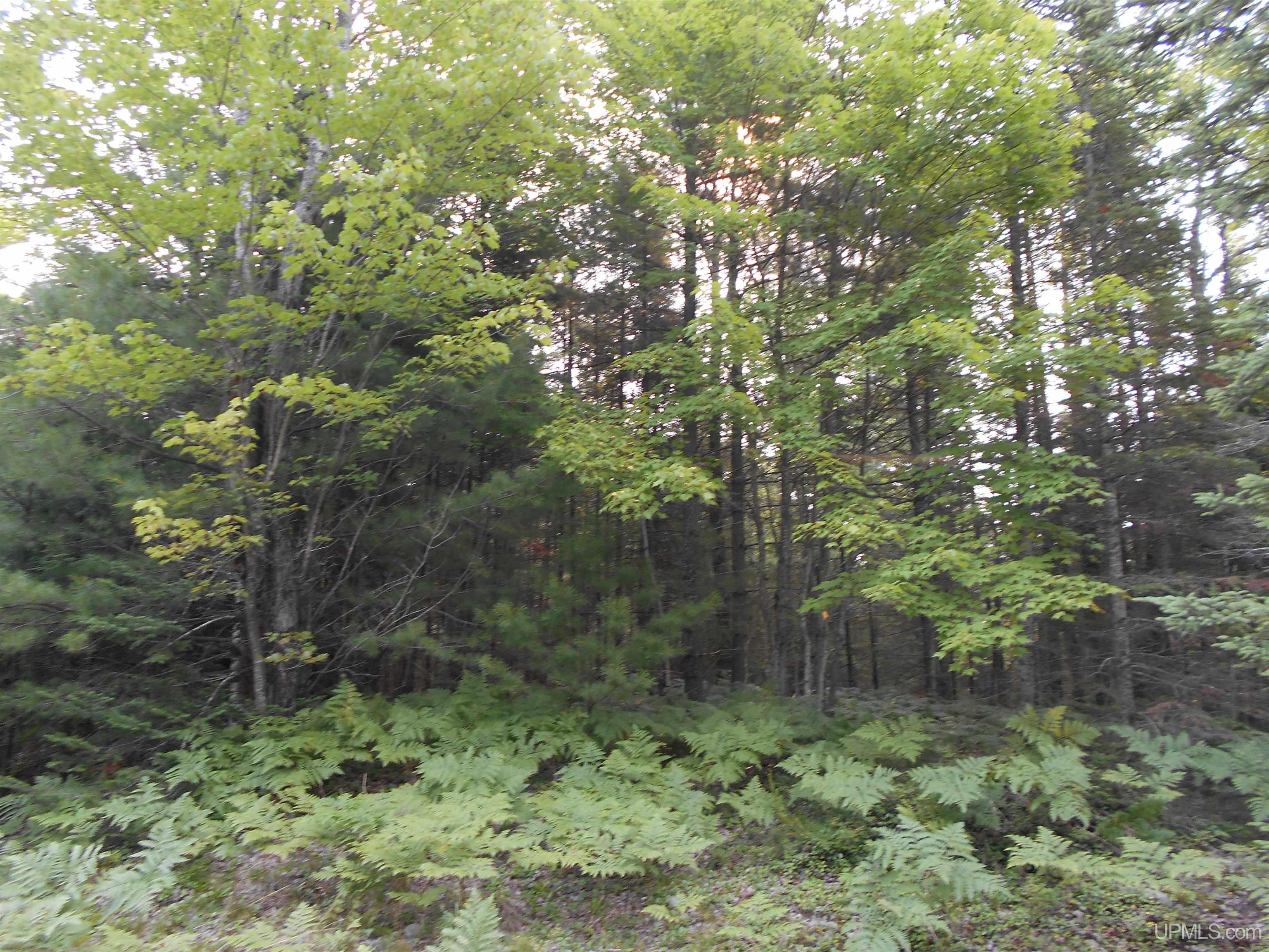 40-acres Garden Grade Road Garden, MI 49817 - Photo 18 of 51