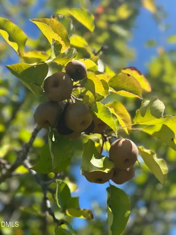 a view of a tree with painted walls