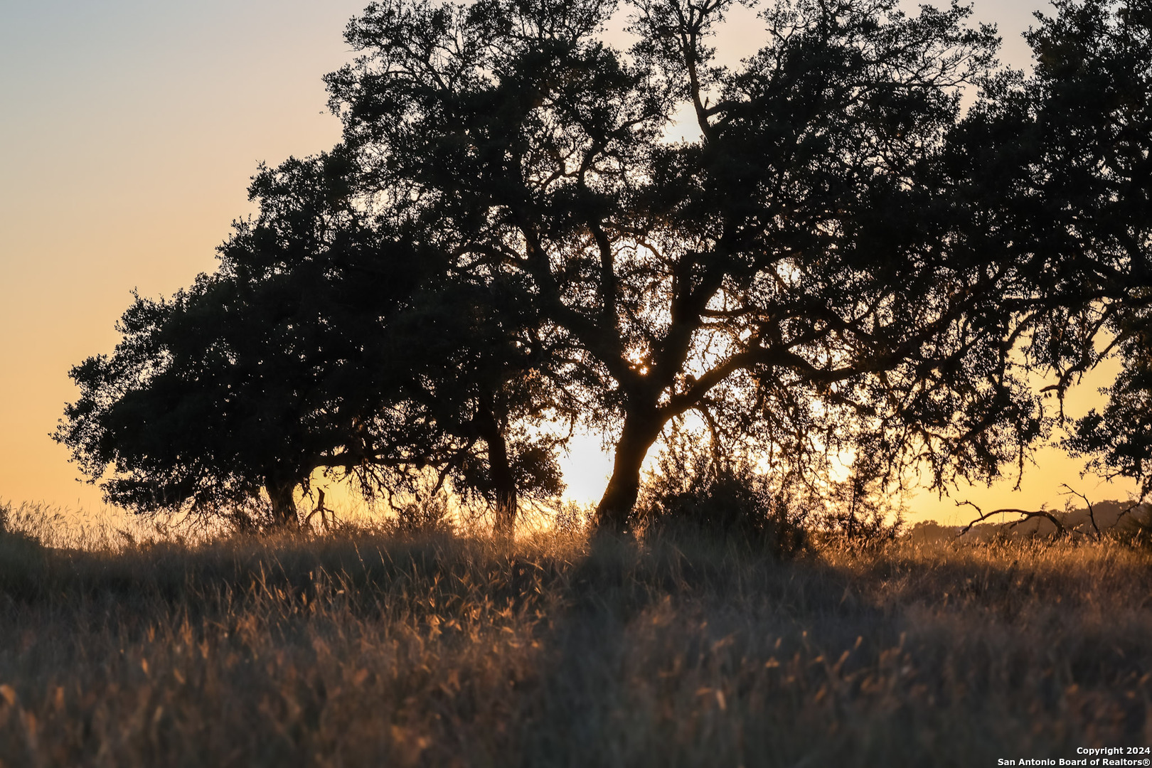 91 Waring Welfare Road Boerne, TX 78006 - Photo 17 of 31 a view of tree