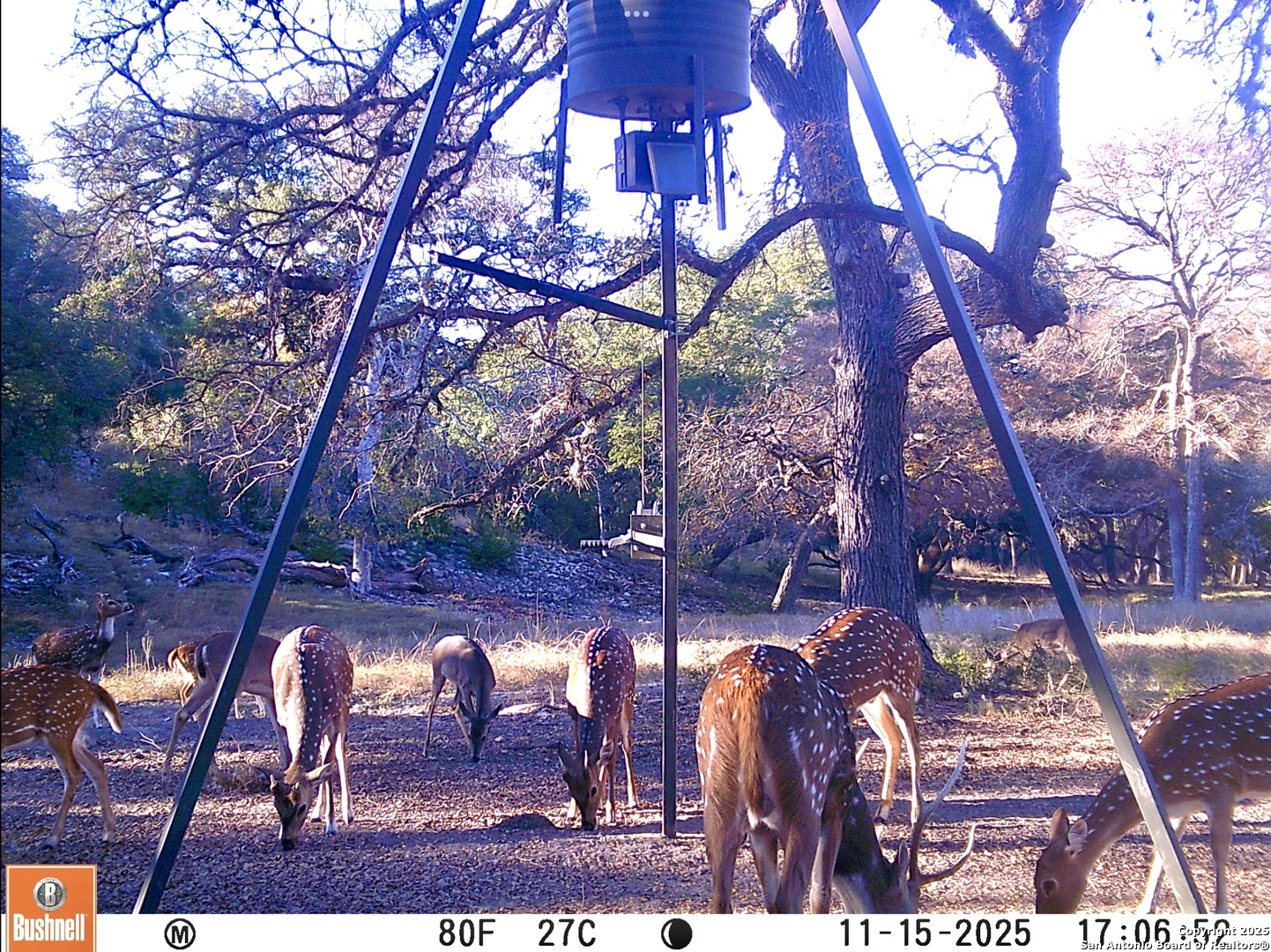 91 Waring Welfare Road Boerne, TX 78006 - Photo 31 of 31 a view of yard with trees in the background
