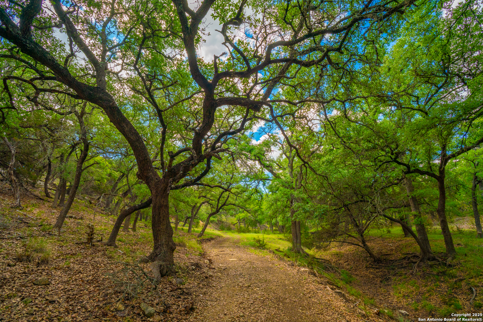 91 Waring Welfare Road Boerne, TX 78006 - Photo 9 of 31 a backyard of a house with lots of trees