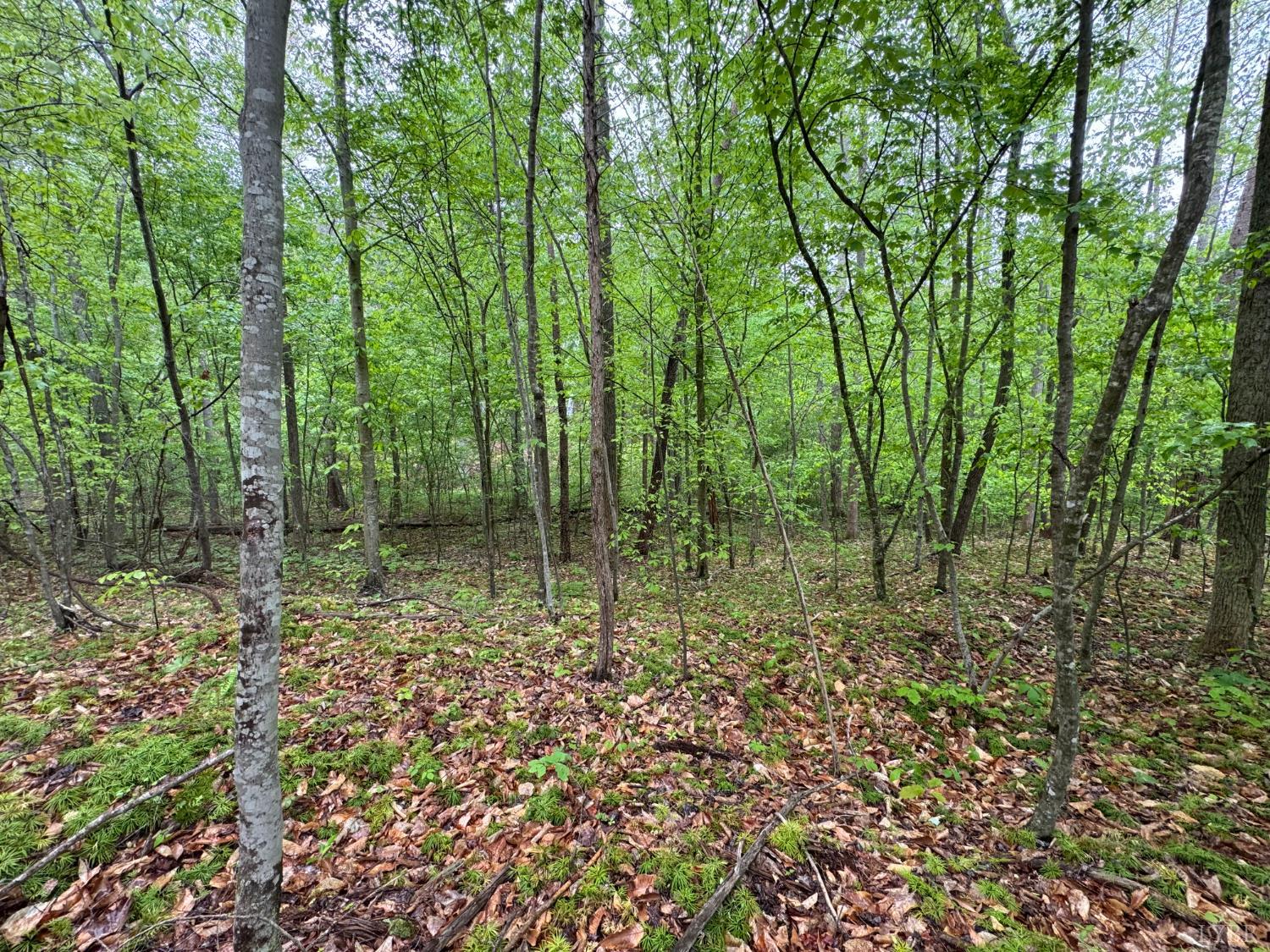 0 James River Road Gladstone, VA 24553 - Photo 2 of 13 a view of forest