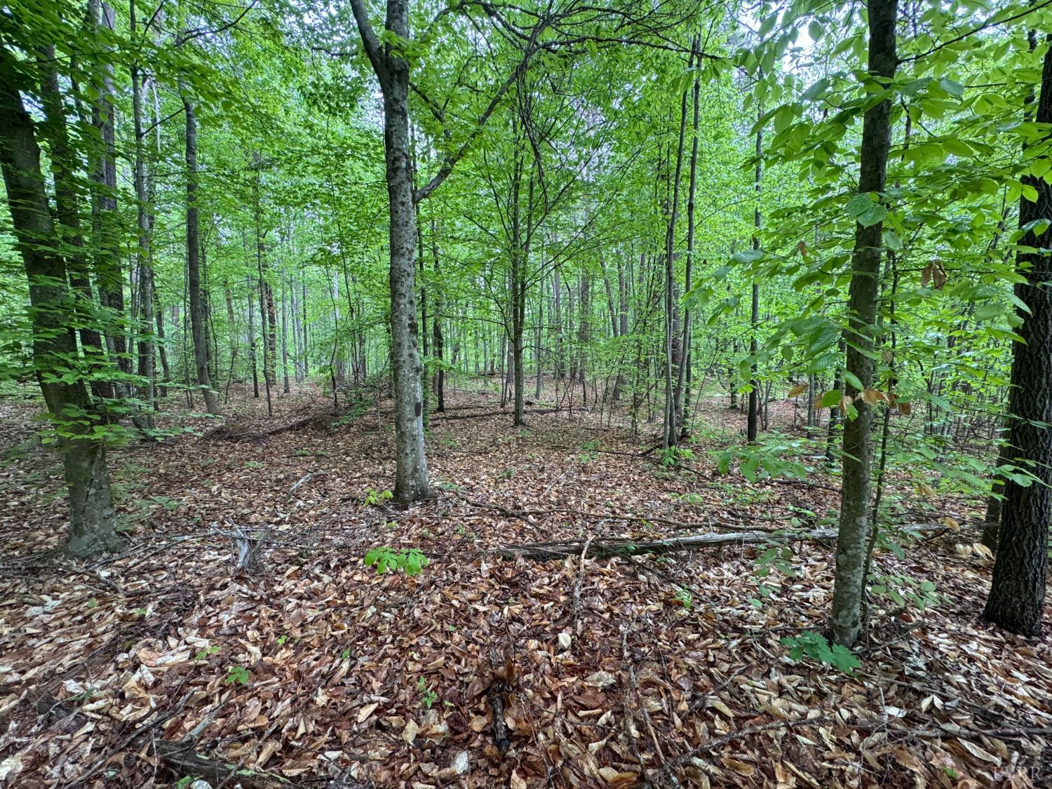0 James River Road Gladstone, VA 24553 - Photo 6 of 13 a backyard of a house with lots of green space