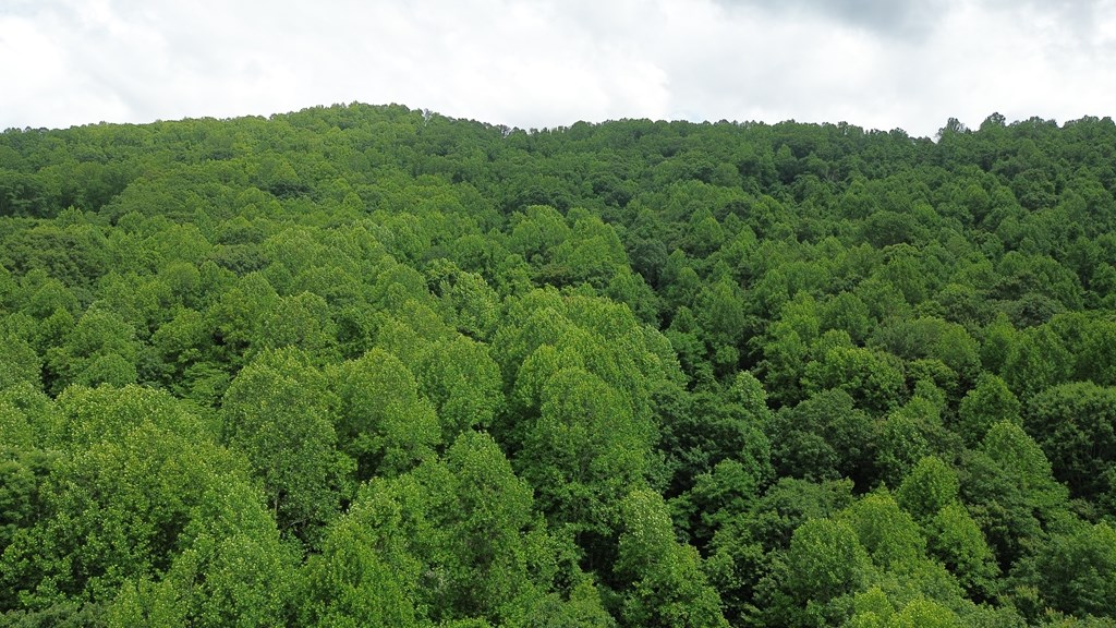 115 Calvender Road Turtletown, TN 37391 - Photo 14 of 23 a view of a valley with a mountain in the background