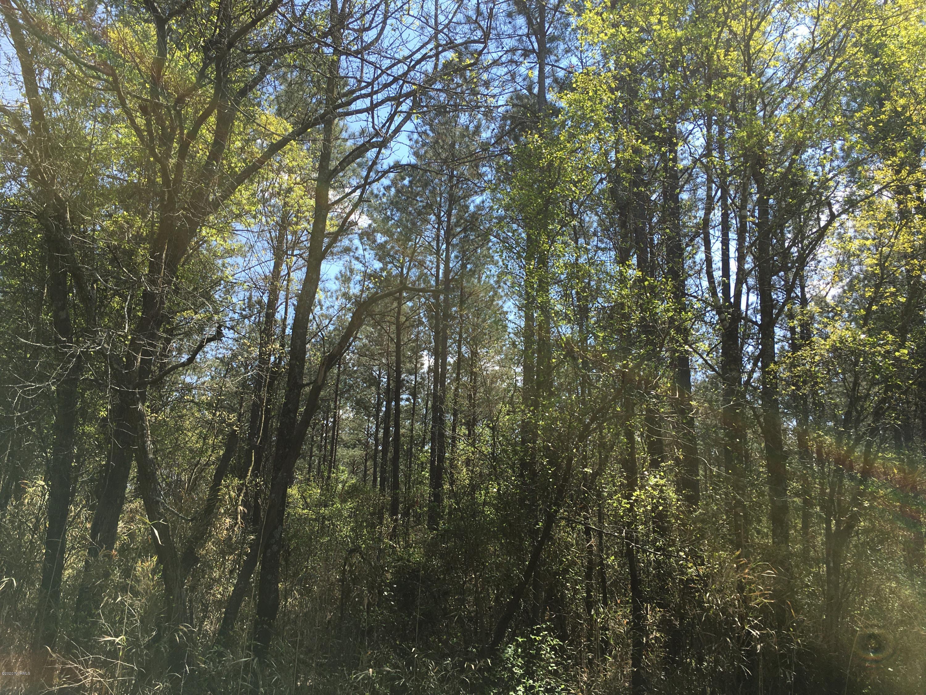 101 Cannan Road Mount Olive, NC 28365 - Photo 4 of 6 Planted Timber.