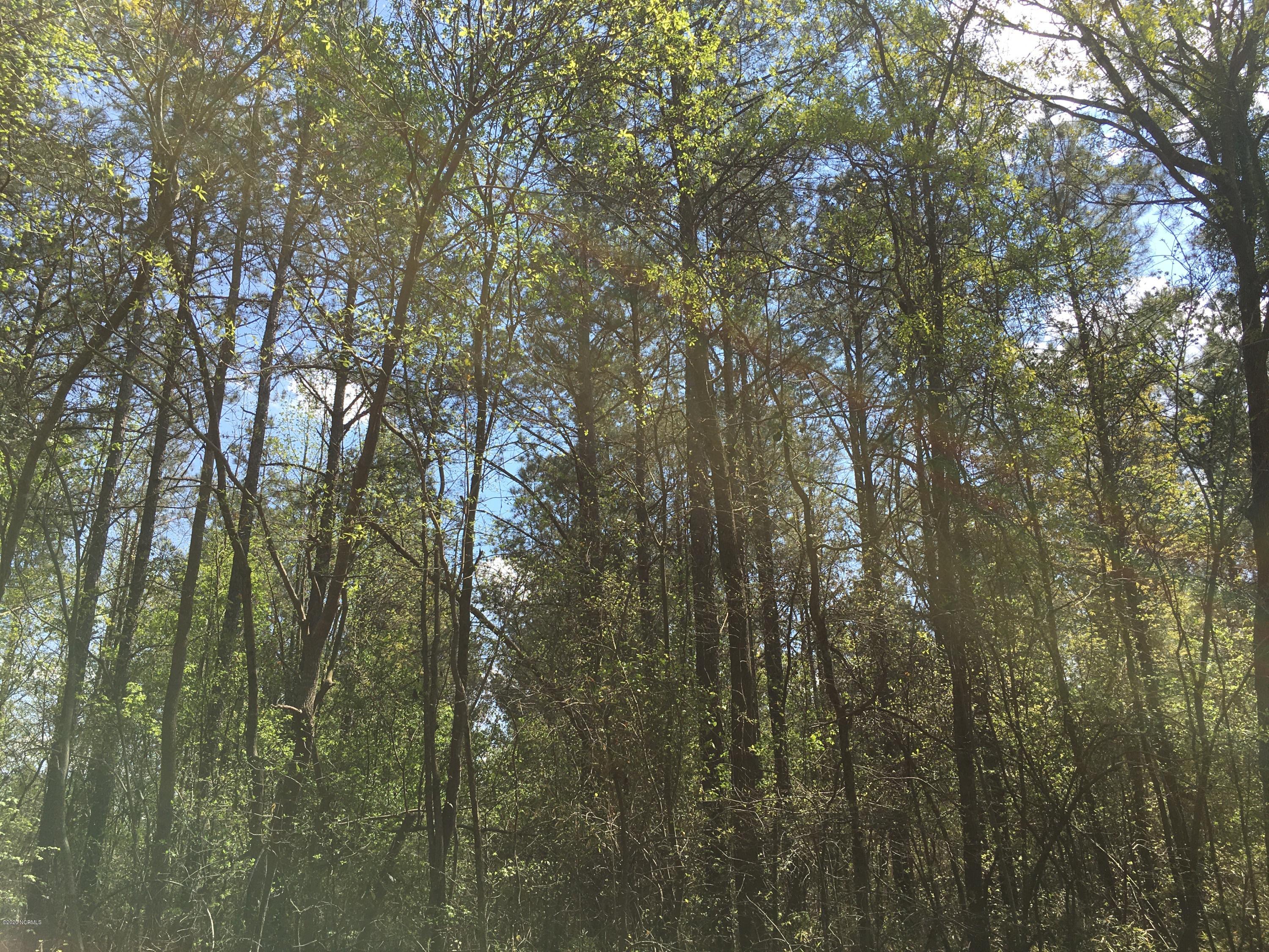 101 Cannan Road Mount Olive, NC 28365 - Photo 6 of 6 Planted Timber.
