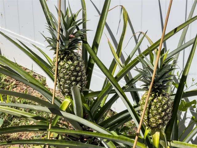a aerial view of a house with a yard and potted plants