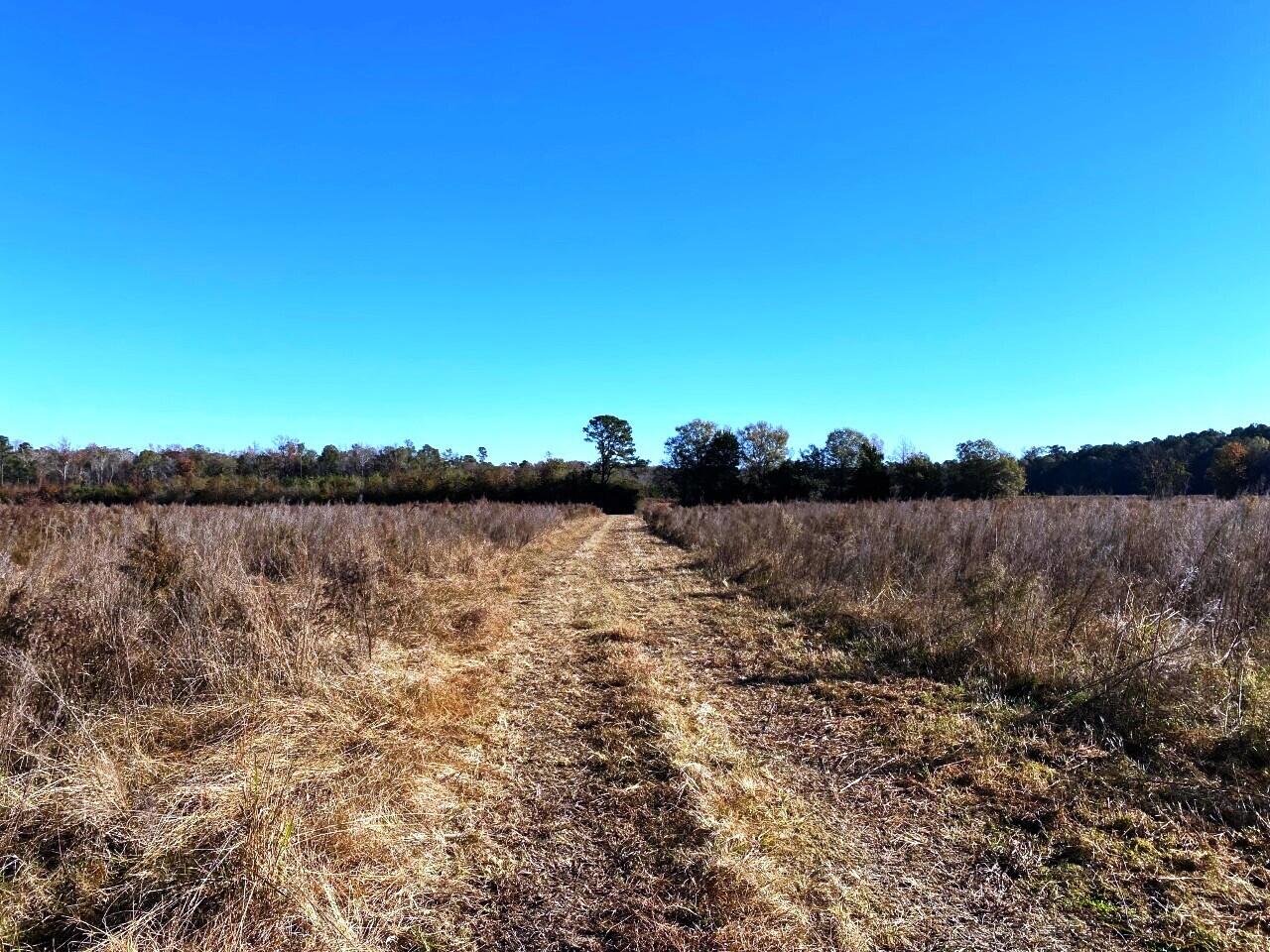 7 State Road Holly Hill, SC 29059 - Photo 5 of 16 Existing farm road!