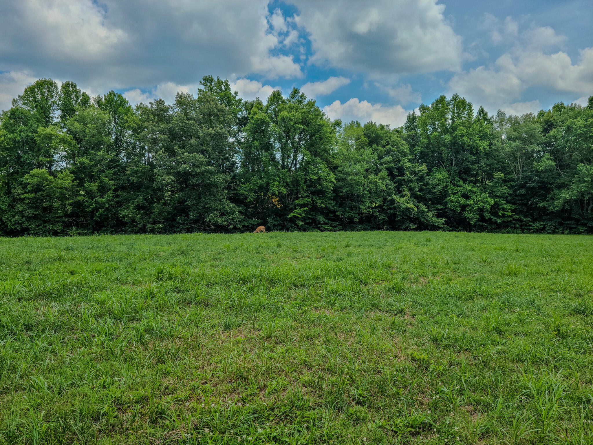 1640 Clear Branch Road Liberty, KY 42539 - Photo 113 of 135 20240702_143842