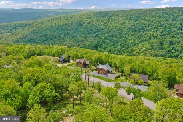 a view of a yard with plants and large trees