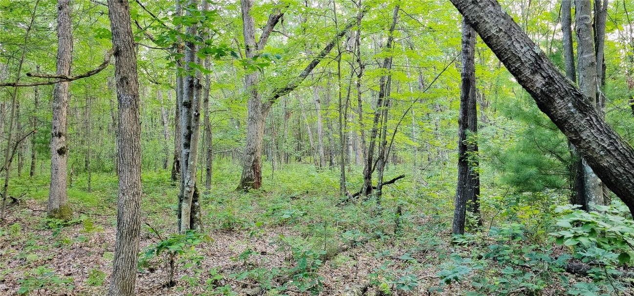0 West Bauer Road Black River Falls, WI 54615 - Photo 6 of 9 Typical Terrain