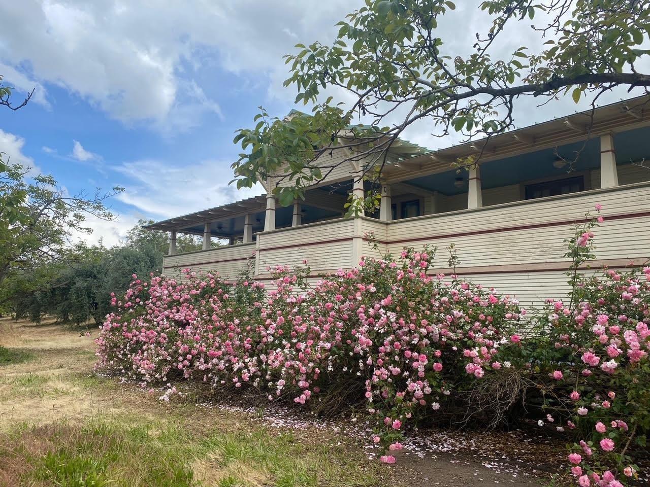 a view of a garden with flowers