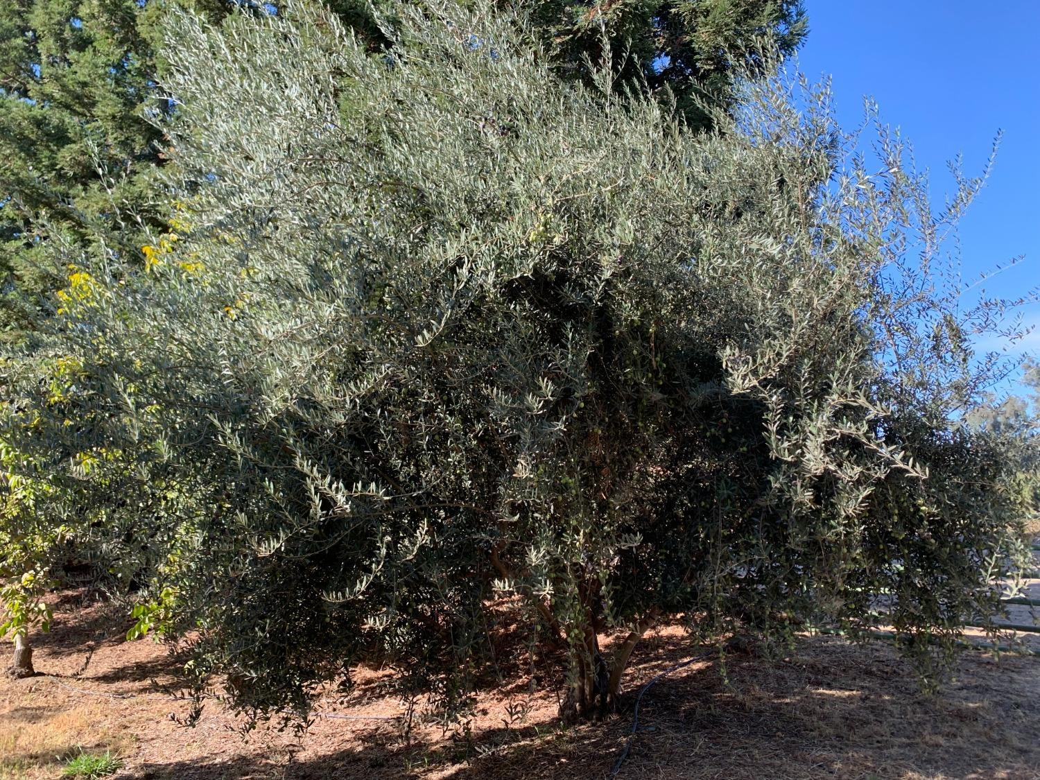 700 Wellsford Road Modesto, CA 95357 - Photo 38 of 47 a view of a tree