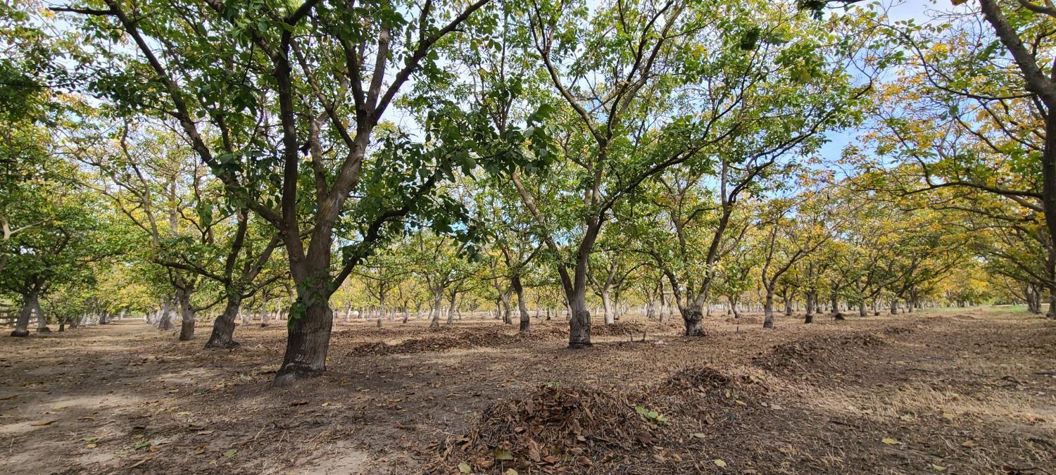 700 Wellsford Road Modesto, CA 95357 - Photo 39 of 47 a view of a forest with trees