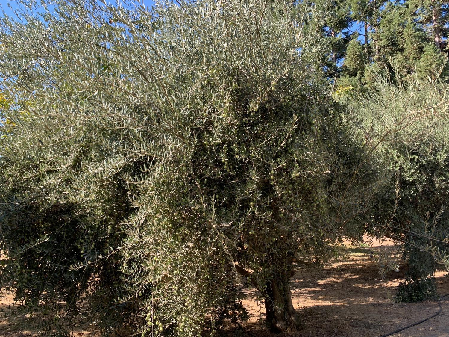 700 Wellsford Road Modesto, CA 95357 - Photo 40 of 47 a view of a tree