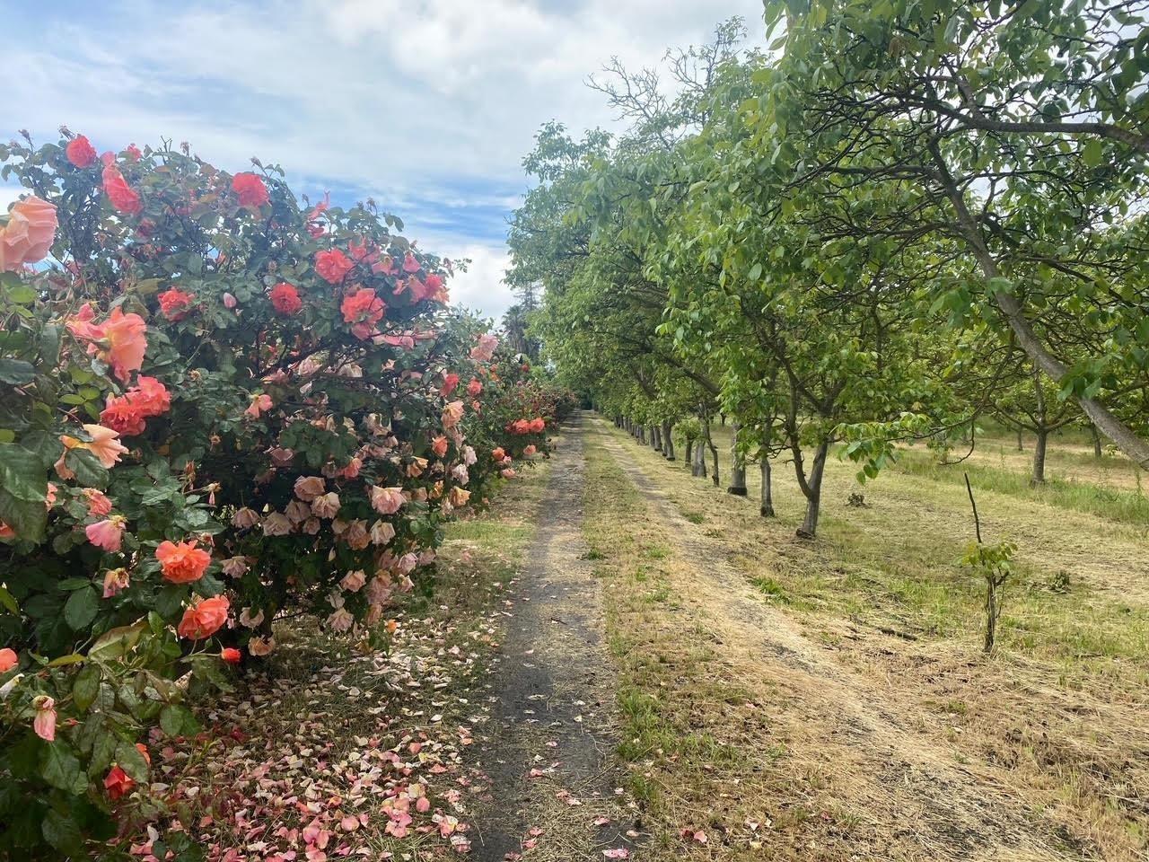 700 Wellsford Road Modesto, CA 95357 - Photo 4 of 47 a view of a flower