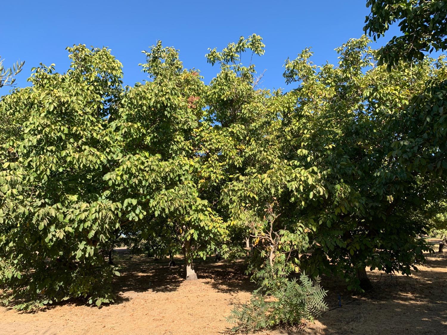 700 Wellsford Road Modesto, CA 95357 - Photo 44 of 47 a view of a bunch of flowers