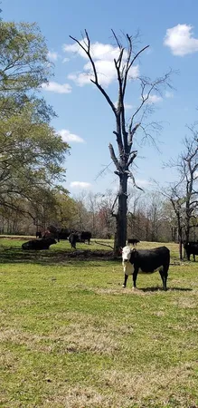 $454,050 | 716 Augusta Road, Edgefield, SC 29824