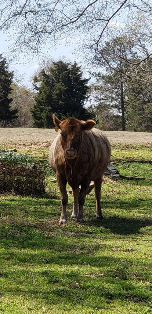 716 Augusta Road Edgefield, SC 29824 - Photo 2 of 27