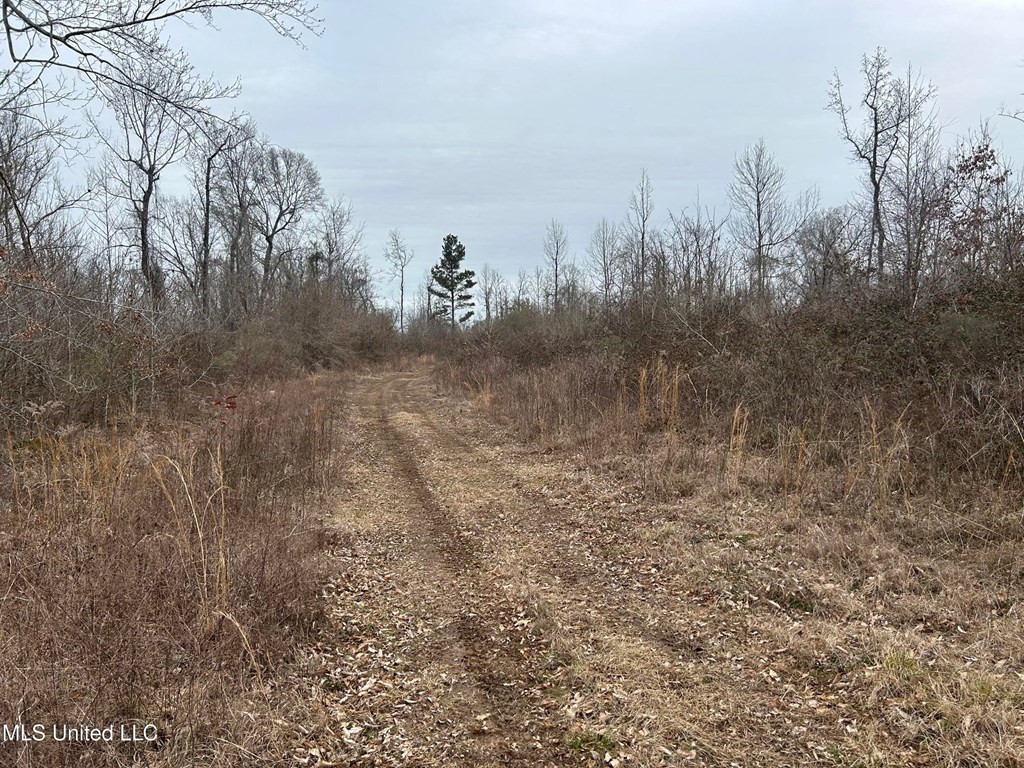 0 Campbell Swamp Road Vicksburg, MS 39180 - Photo 5 of 44 Photo 5