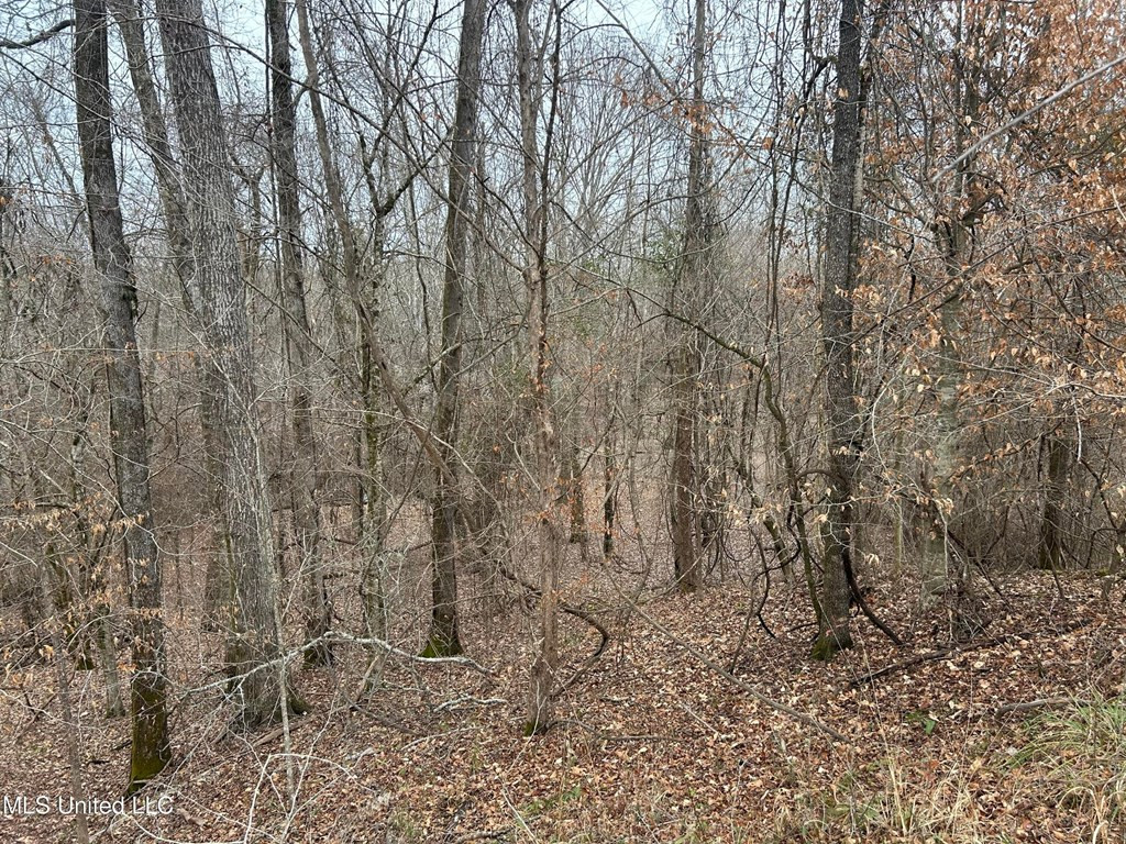0 Campbell Swamp Road Vicksburg, MS 39180 - Photo 6 of 44 Photo 6