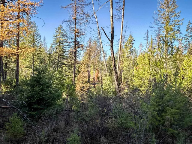 $198,500 | Tbd Tbd Olinger (hammer) Road, Springdale, WA 99173