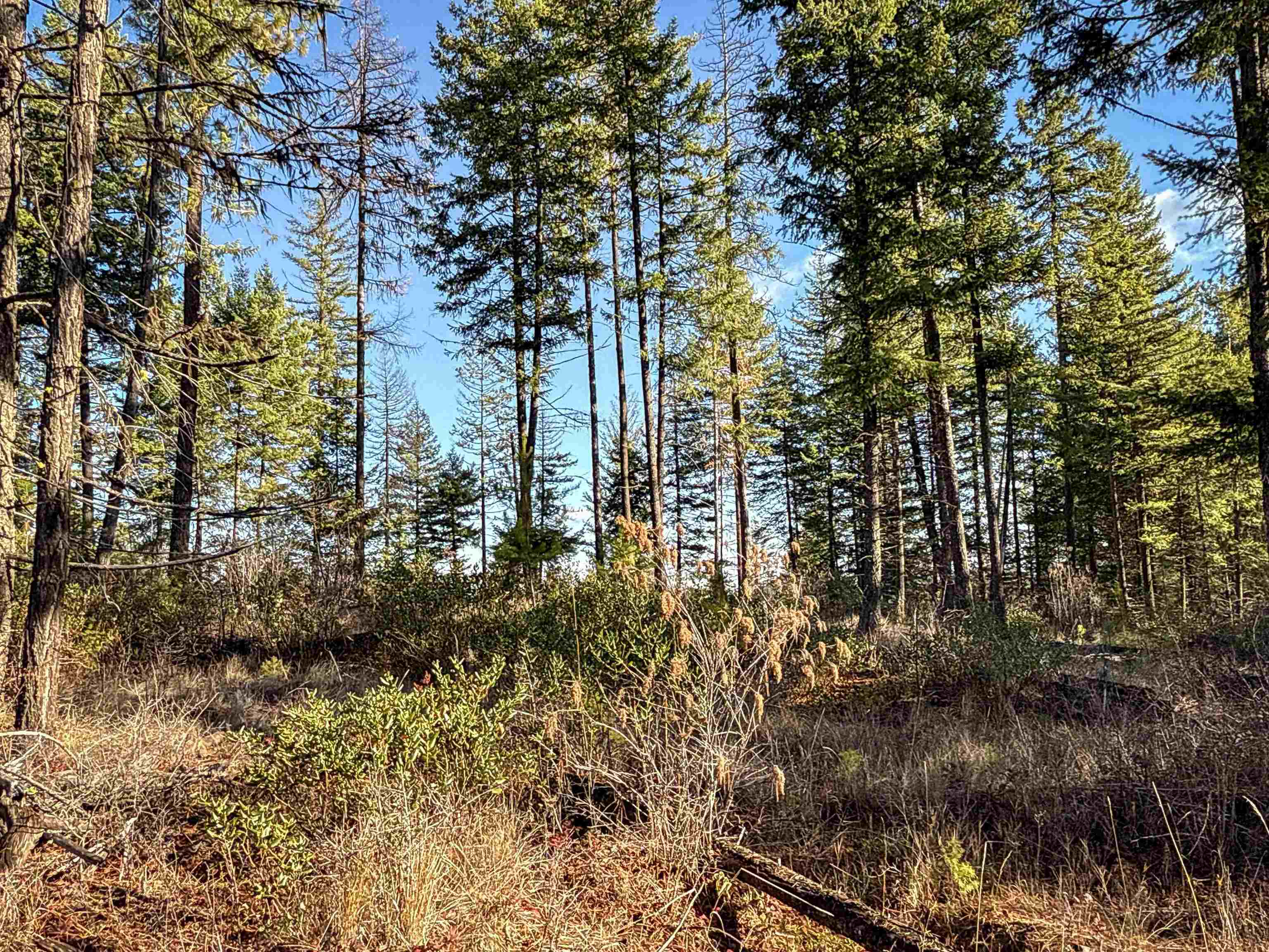 Tbd Tbd Olinger (hammer) Road Springdale, WA 99173 - Photo 12 of 50