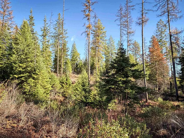 $198,500 | Tbd Tbd Olinger (hammer) Road, Springdale, WA 99173