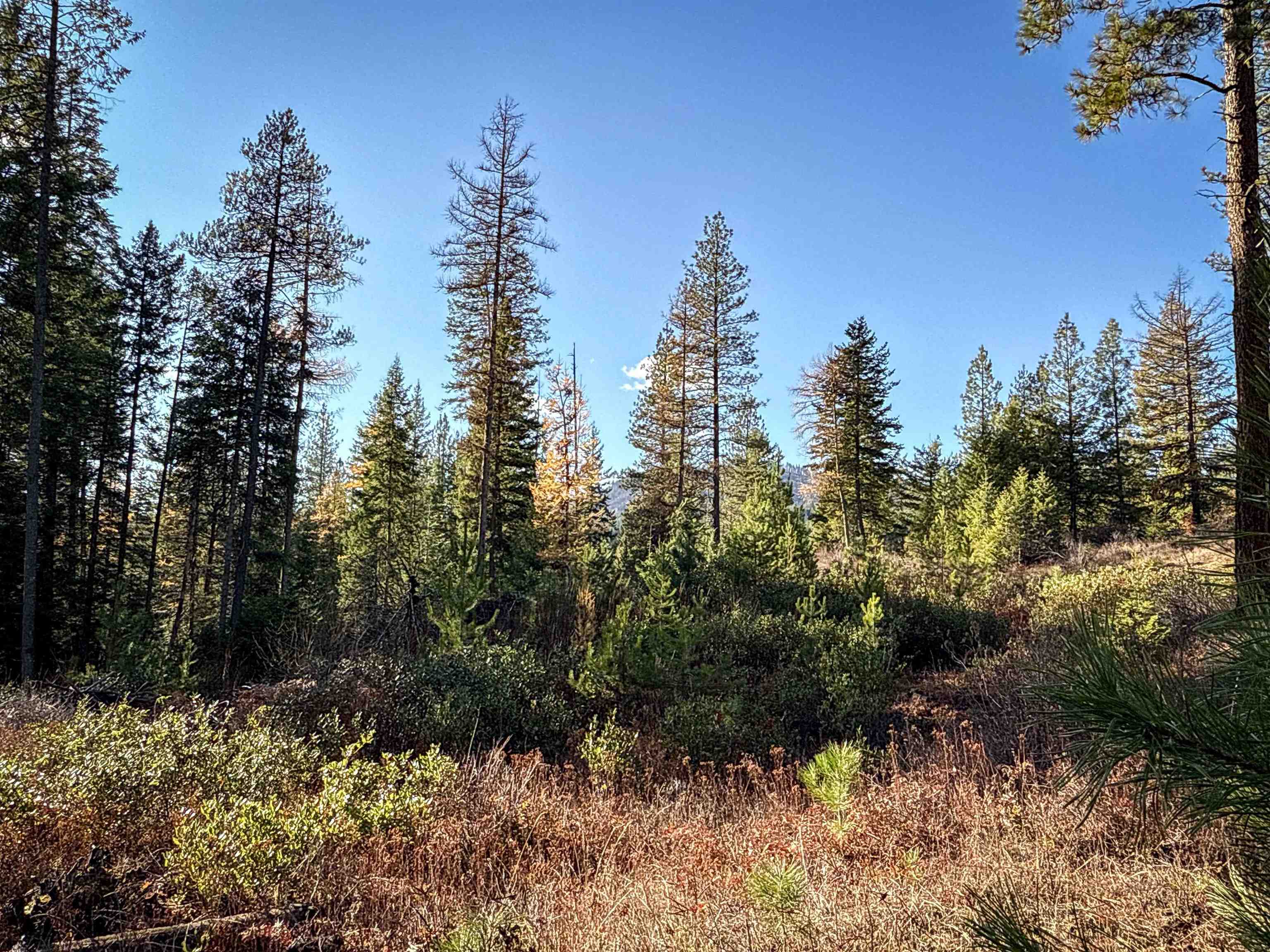 Tbd Tbd Olinger (hammer) Road Springdale, WA 99173 - Photo 17 of 50