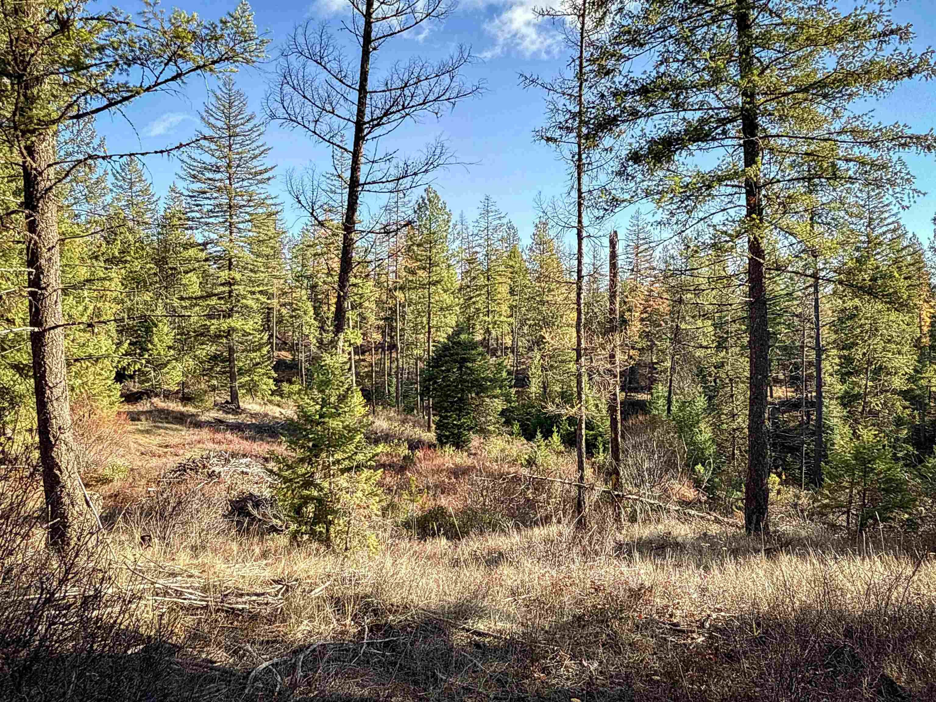 Tbd Tbd Olinger (hammer) Road Springdale, WA 99173 - Photo 23 of 50