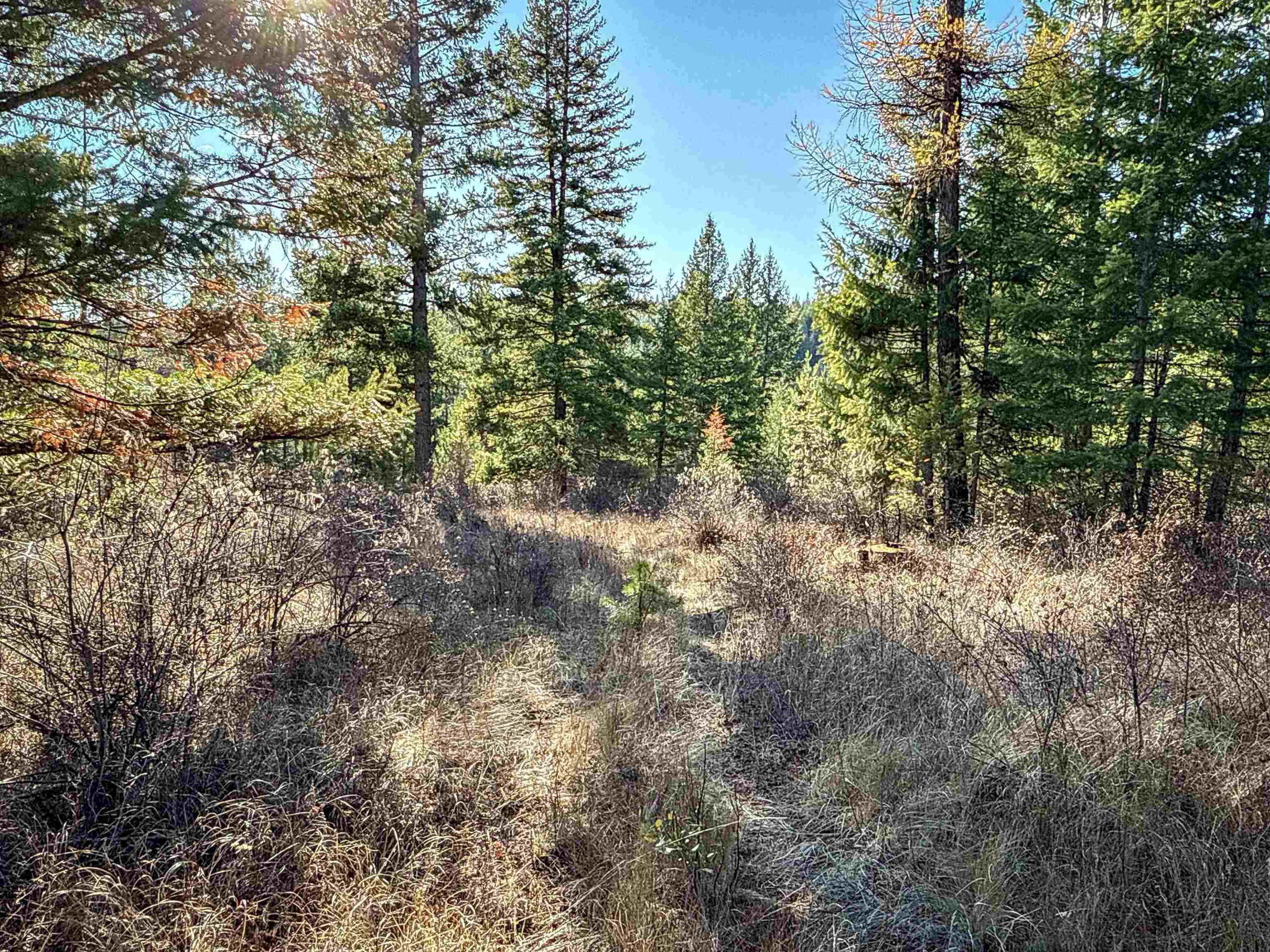 Tbd Tbd Olinger (hammer) Road Springdale, WA 99173 - Photo 24 of 50